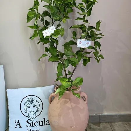 'a Sicula *