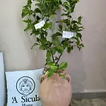 'a Sicula *